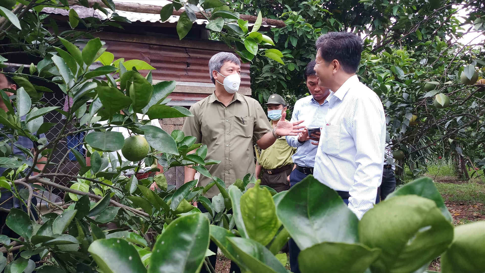 Phó Chủ tịch UBND tỉnh Hồ Quang Bửu kiểm tra mô hình trồng cây ăn quả tại xã Ba. Ảnh: A.N