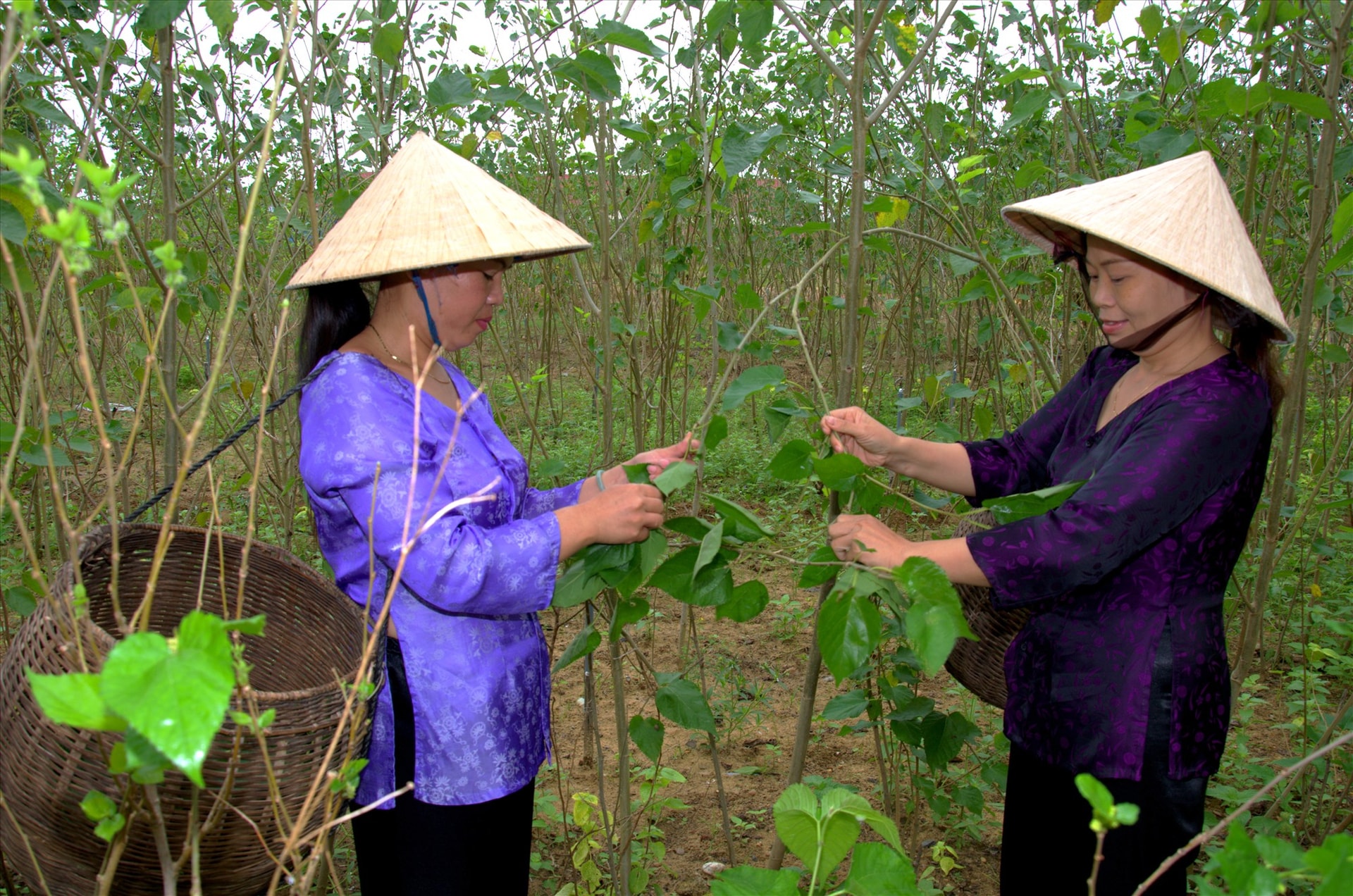 ...Tằm tang nghề ít nắng mưa/ Chỉ là hái lá dâu vừa tằm ăn/ Đêm hôm canh lúc dâu tàn/Cho thêm dâu mới tằm càng lớn thêm.