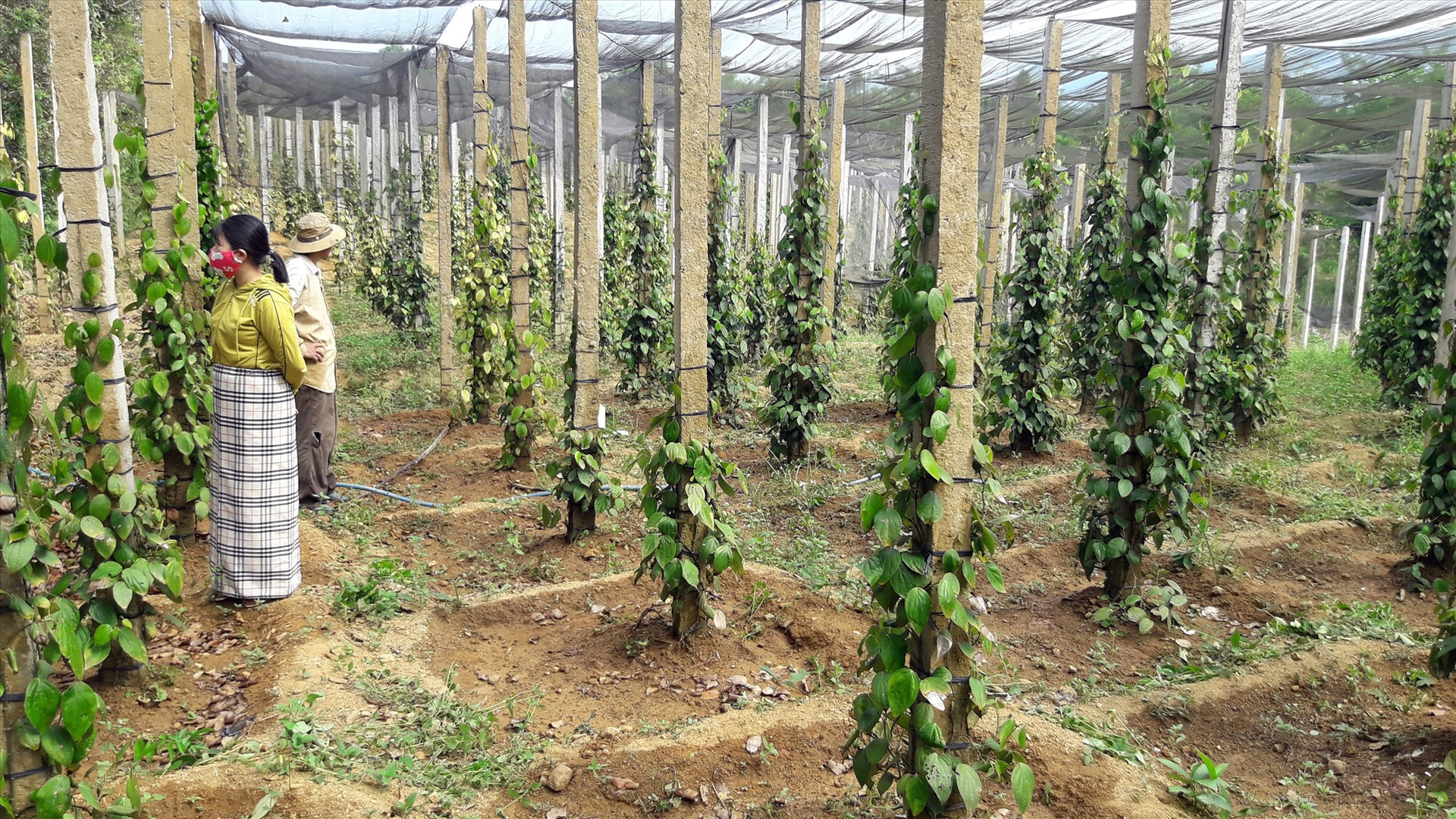 Mô hình trồng tiêu trên 500 choái tại xã Tiên Ngọc. Ảnh: P.H