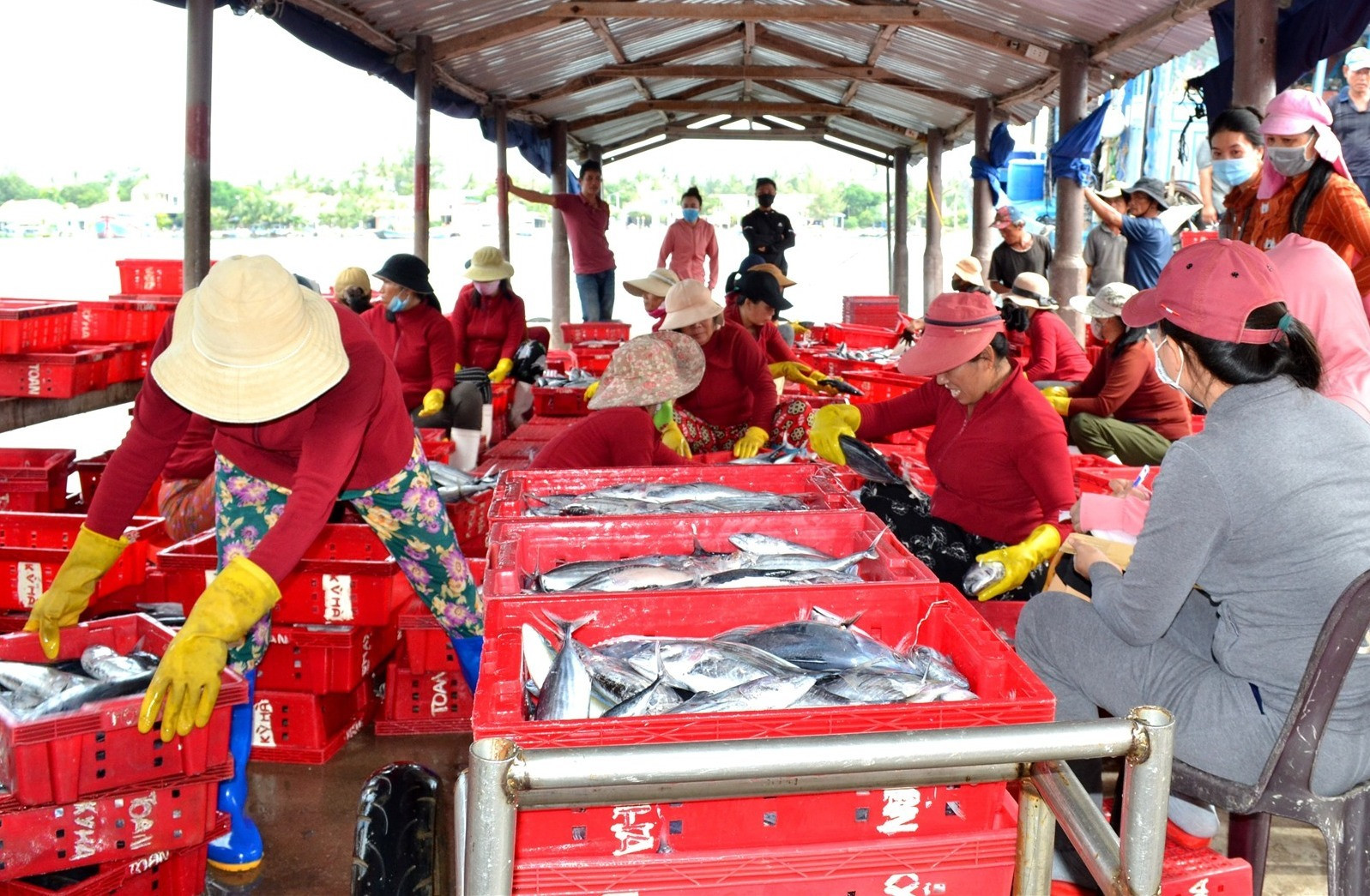 Trong 9 tháng qua, sản lượng hải sản ngư dân Quảng Nam thu được khá. Ảnh: Q.VIỆT