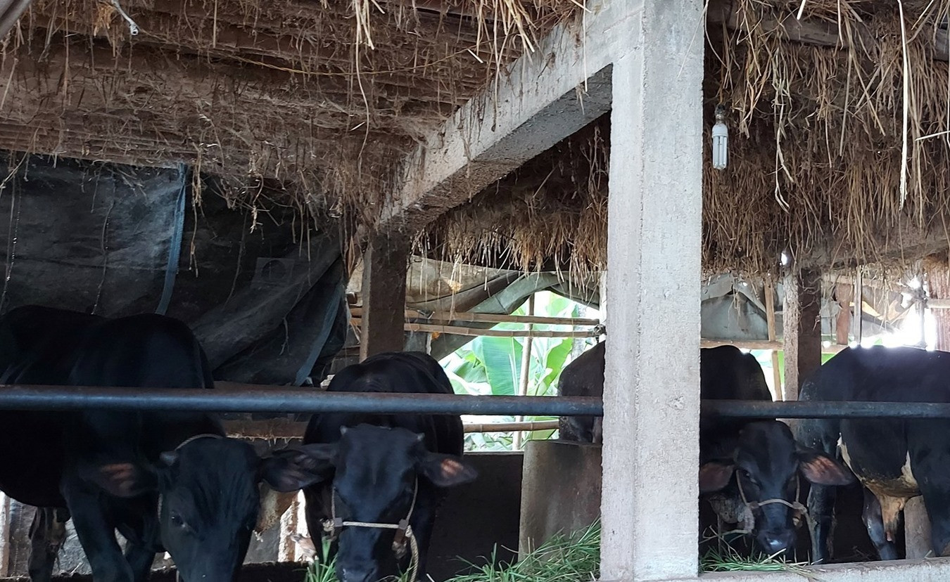Được trợ sức từ nguồn Quỹ HTND nhiều hộ nông dân đầu tư nuôi bò mang lại hiệu quả kinh tế cao.
