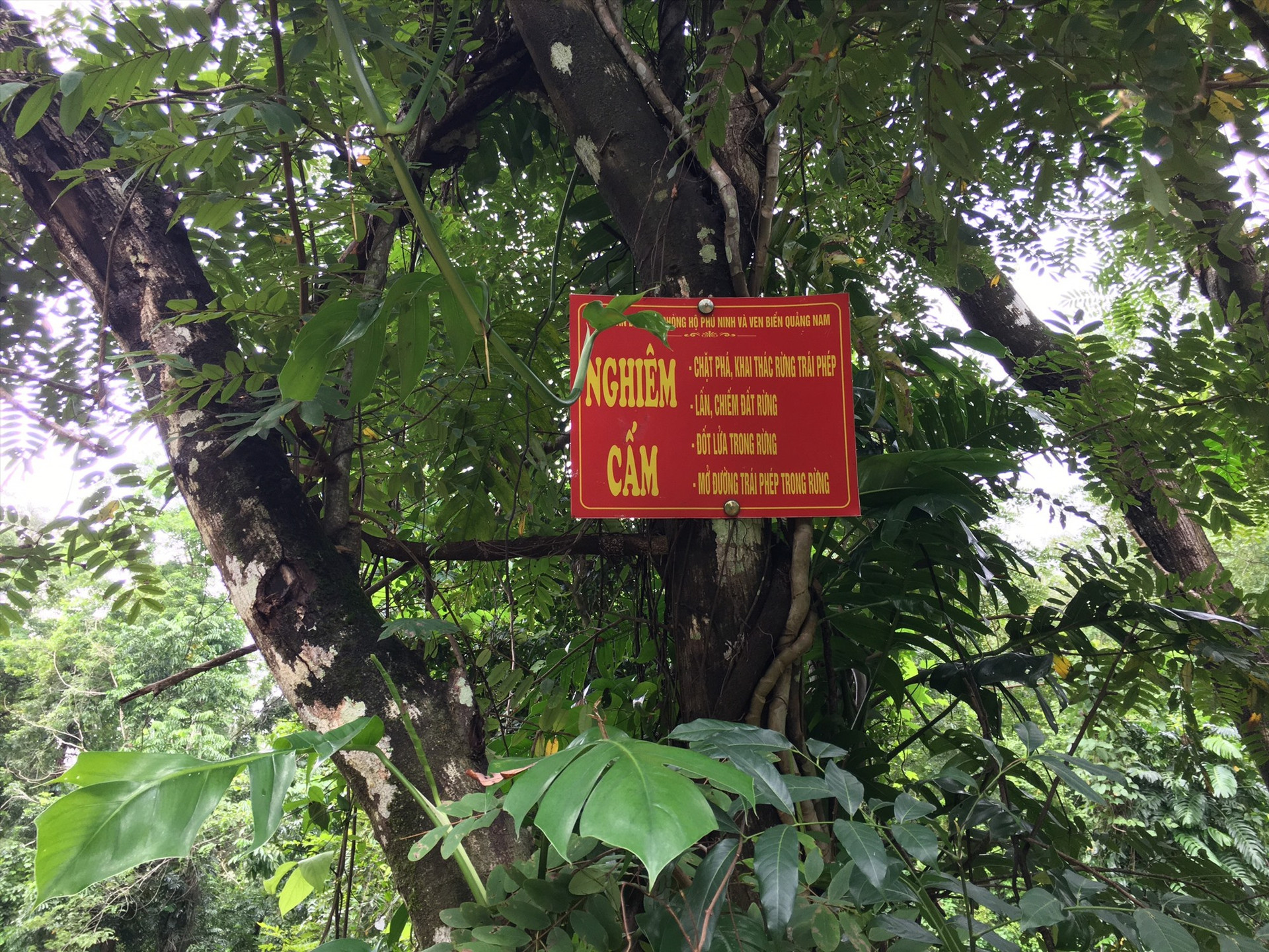 Chính quyền Tam Lộc muốn giữ rừng sưa cổ thụ để phục vụ cộng đồng. Ảnh: C.Đ