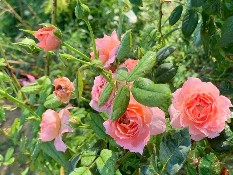 Vườn hoa hồng rực rỡ với những bông hoa đua nhau khoe sắc. Ảnh: H.Q