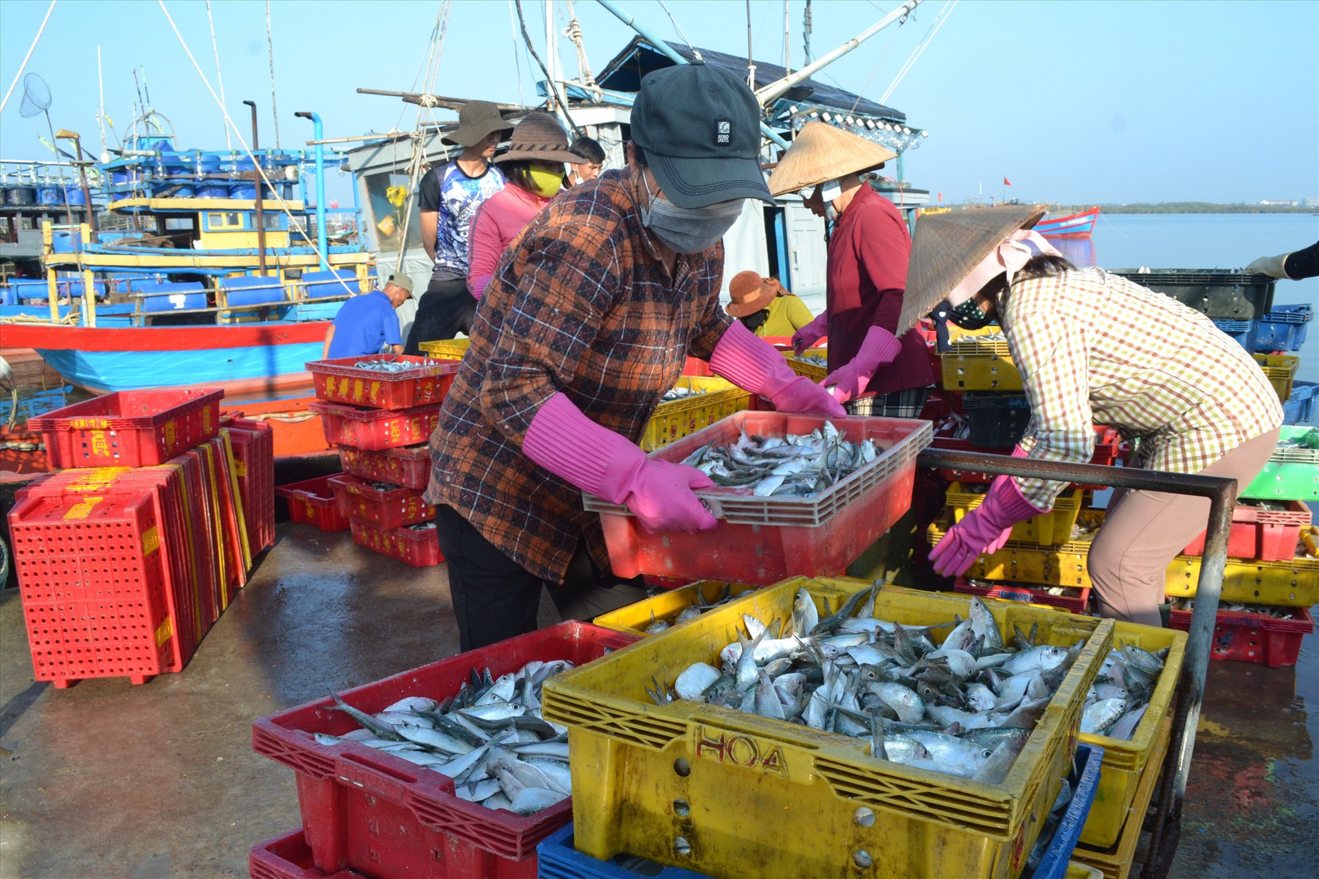 Quảng Nam chưa thực hiện truy xuất nguồn gốc hải sản. Ảnh: Q.VIỆT