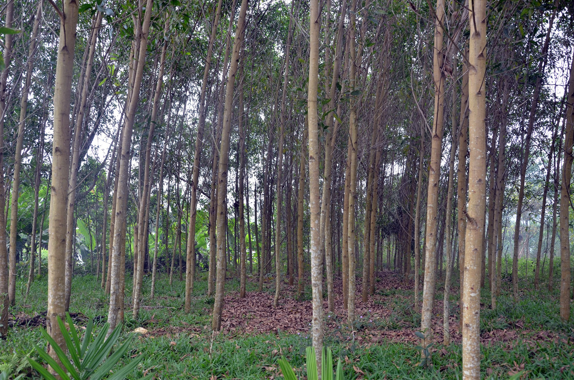 Ngoài chú trọng phát triển rừng gỗ lớn, Quảng Nam sẽ quan tâm đầu tư rừng đạt tiêu chuẩn chứng chỉ rừng quốc tế. Ảnh: H.P