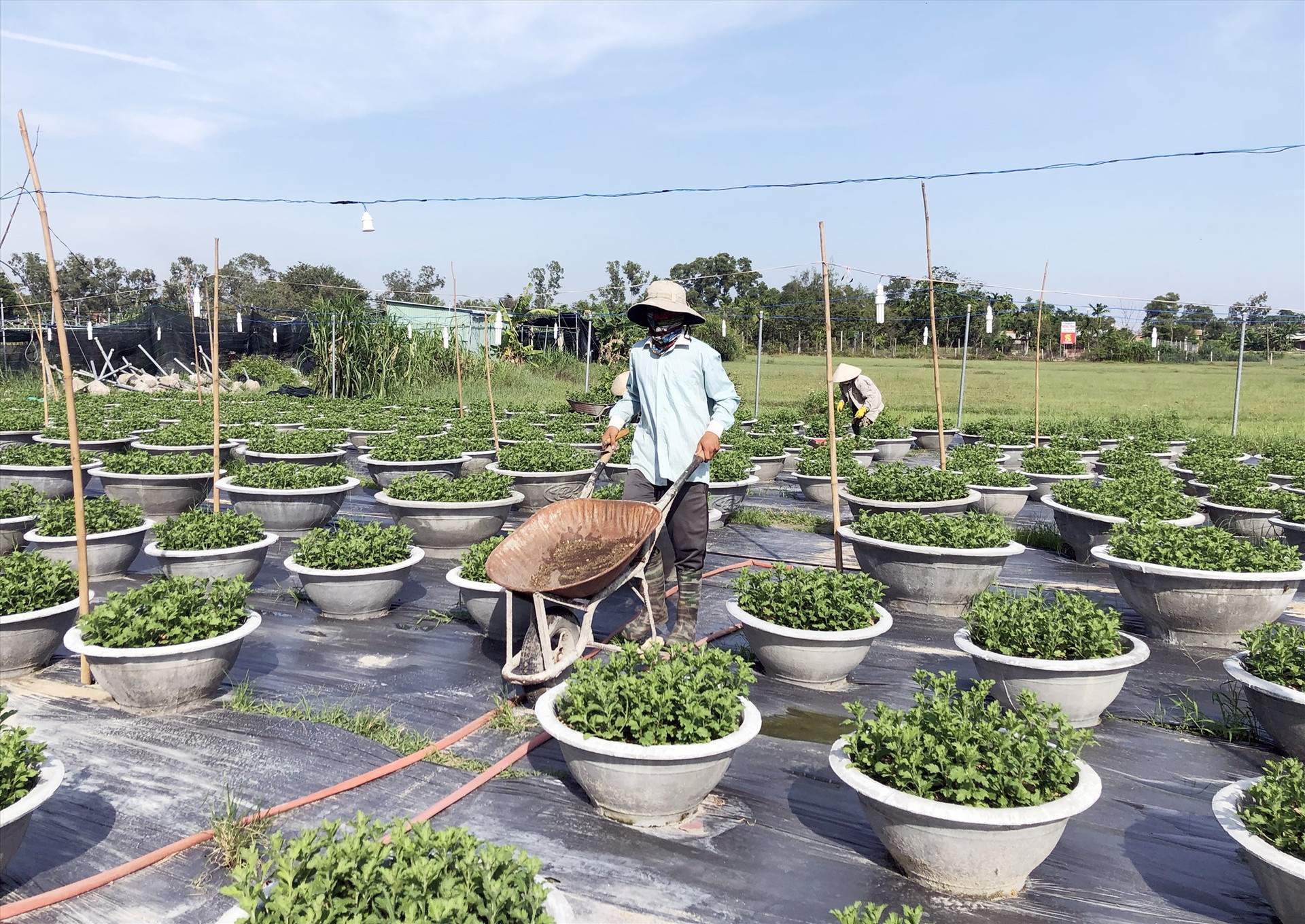 Vườn hoa cúc với 3.000 ngàn chậu của anh Châu Ngọc Thu (ở xã Tam Xuân 2, huyện Núi Thành) đang phát triển tốt. Ảnh: K.L