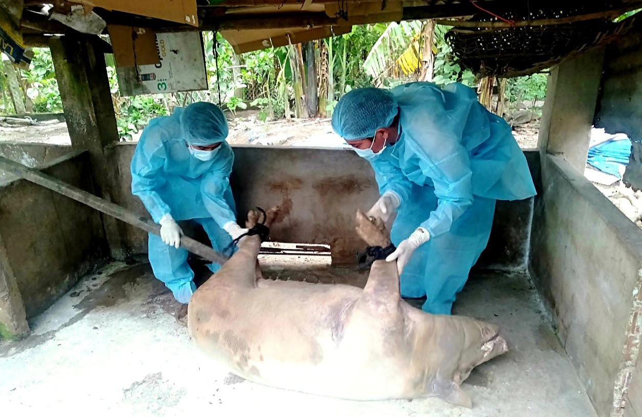 Hơn nửa tháng qua, dịch tả lợn châu Phi đã làm 410 con heo ở nhiều nơi của huyện Nông Sơn bị mắc bệnh chết, phải tiêu hủy bắt buộc. Ảnh: Đ.P