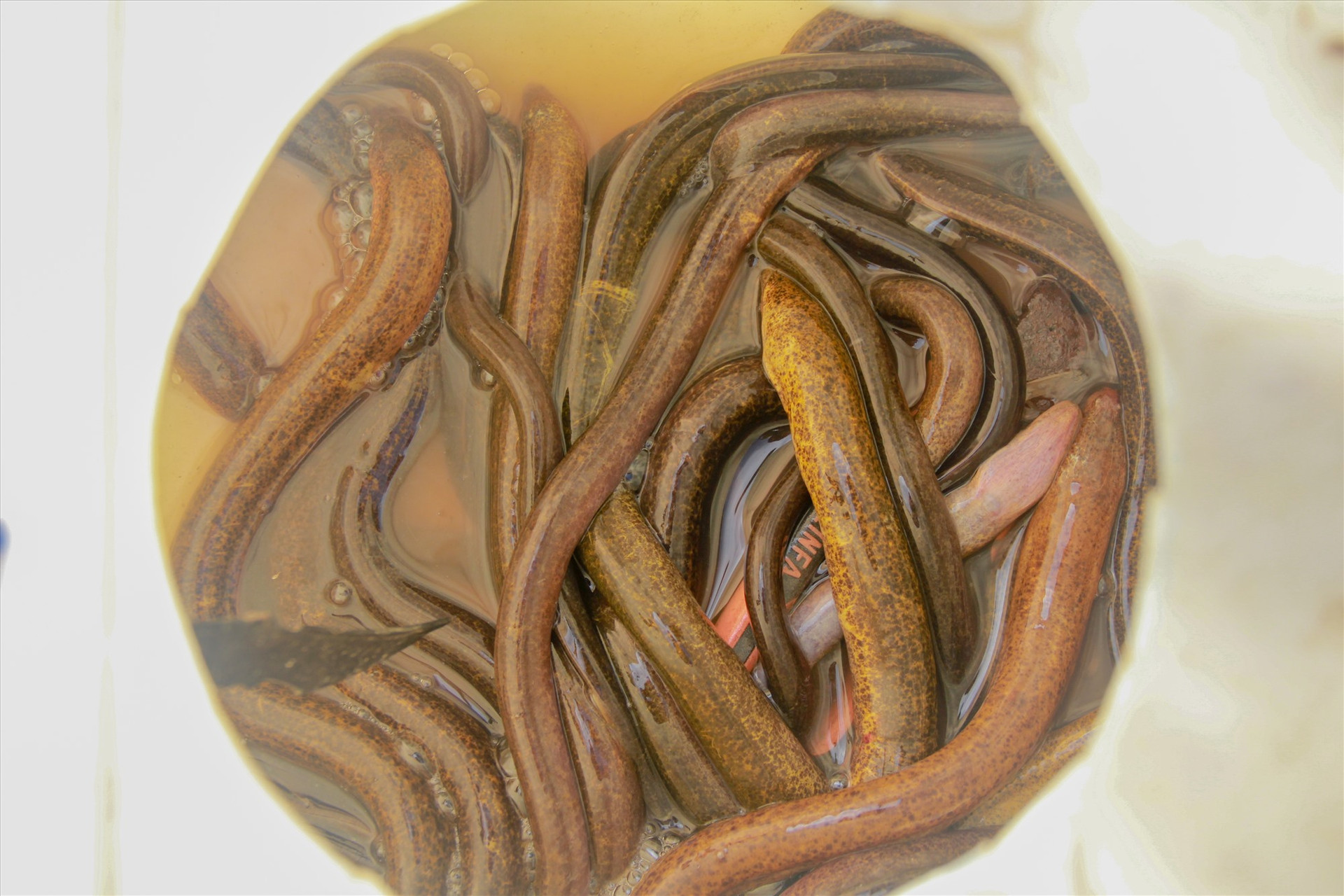 Những con lươn mùa lũ vàng óng, mang về thu nhập khá cho người cào lươn. Ảnh: T.L