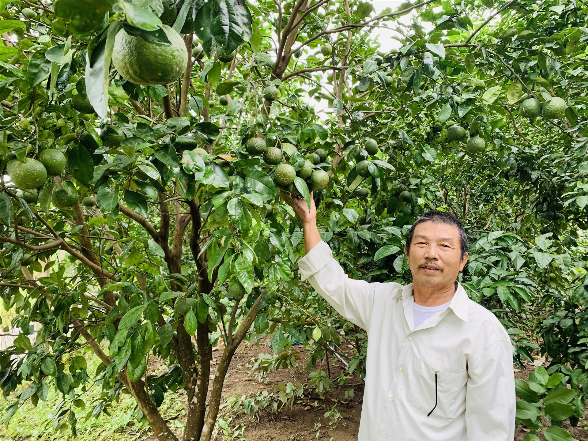 Nhiều khu vườn mẫu trồng các loại cây ăn quả ở Duy Hòa mang lại nguồn thu nhập cao cho người dân. Ảnh: T.N