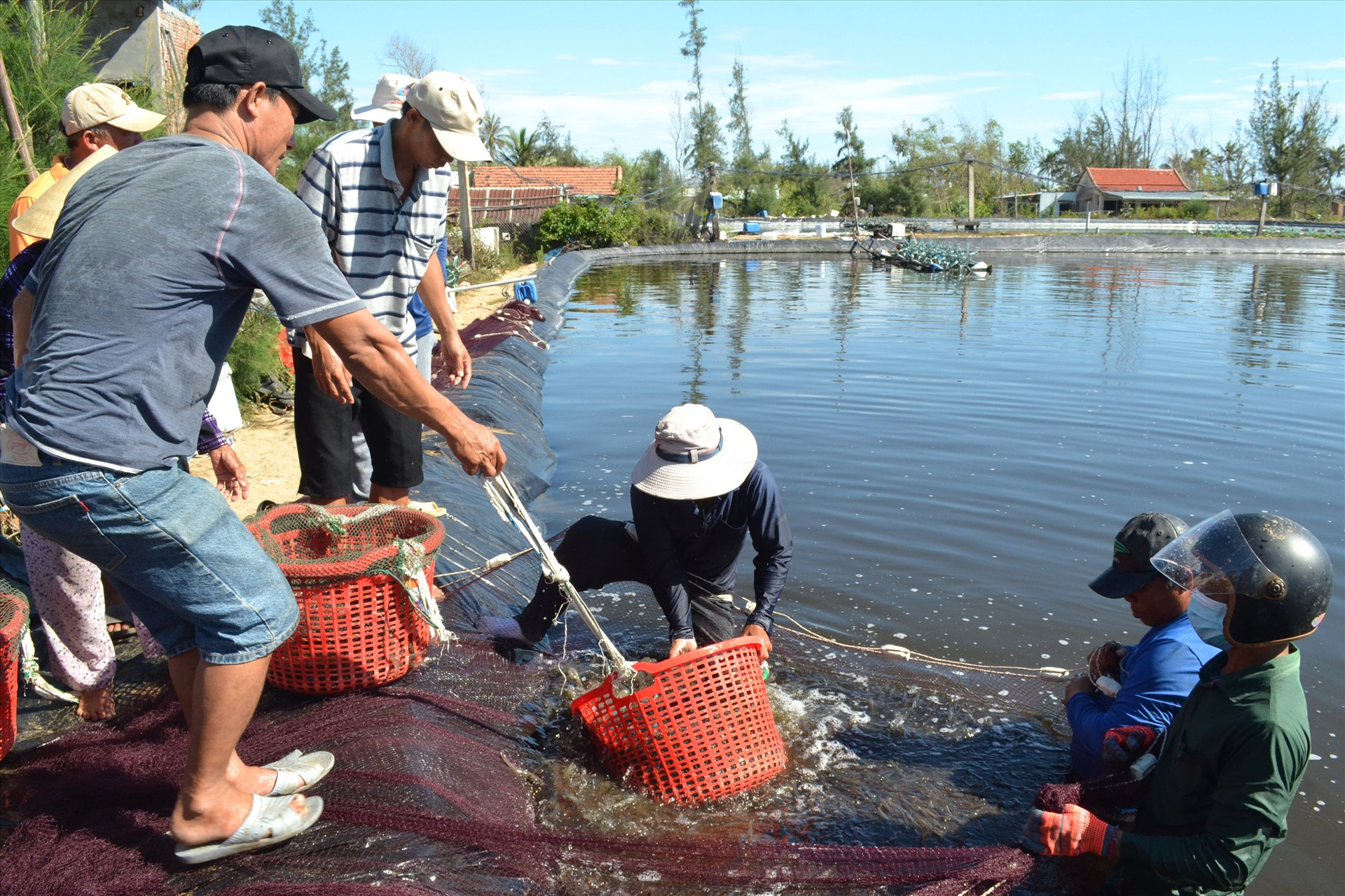 Hội Nghề cá Quảng Nam tác động tích cực đến nuôi trồng thủy sản tập trung trên địa bàn tỉnh. Ảnh: Q.VIỆT