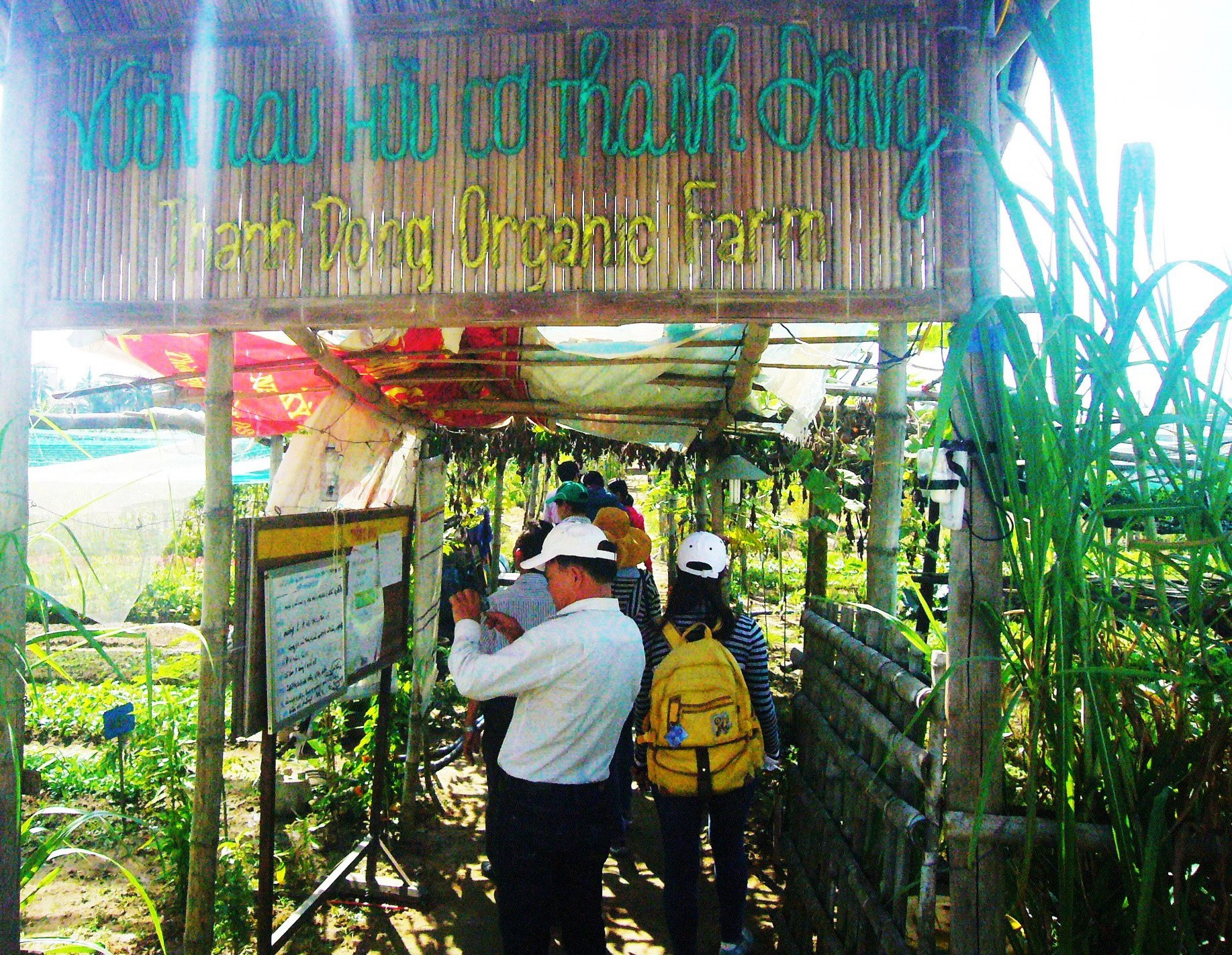 Chi bộ thôn Thanh Đông, xã Cẩm Thanh vận động người dân tham gia sản xuất rau hữu cơ đạt hiệu quả.