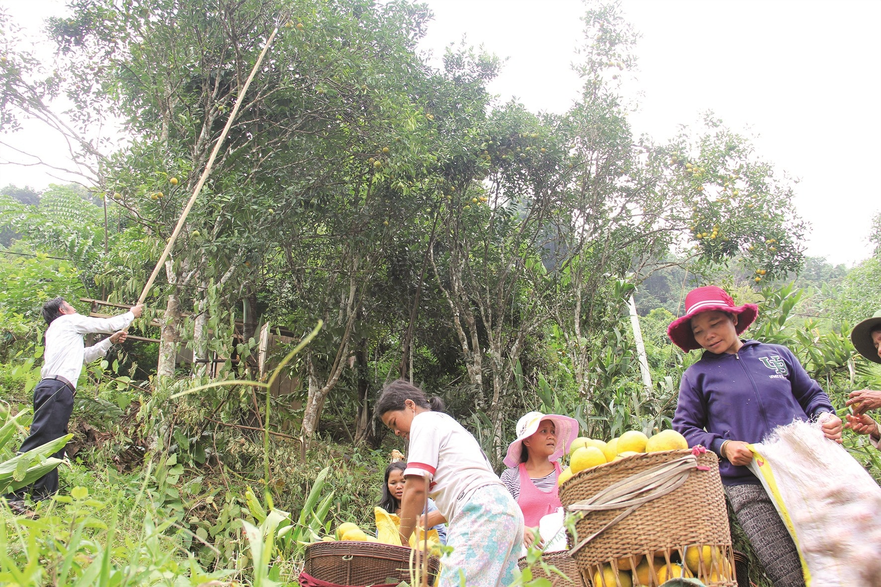 Người dân Tây Giang dùng cây sào thu hoạch vườn cam chín.