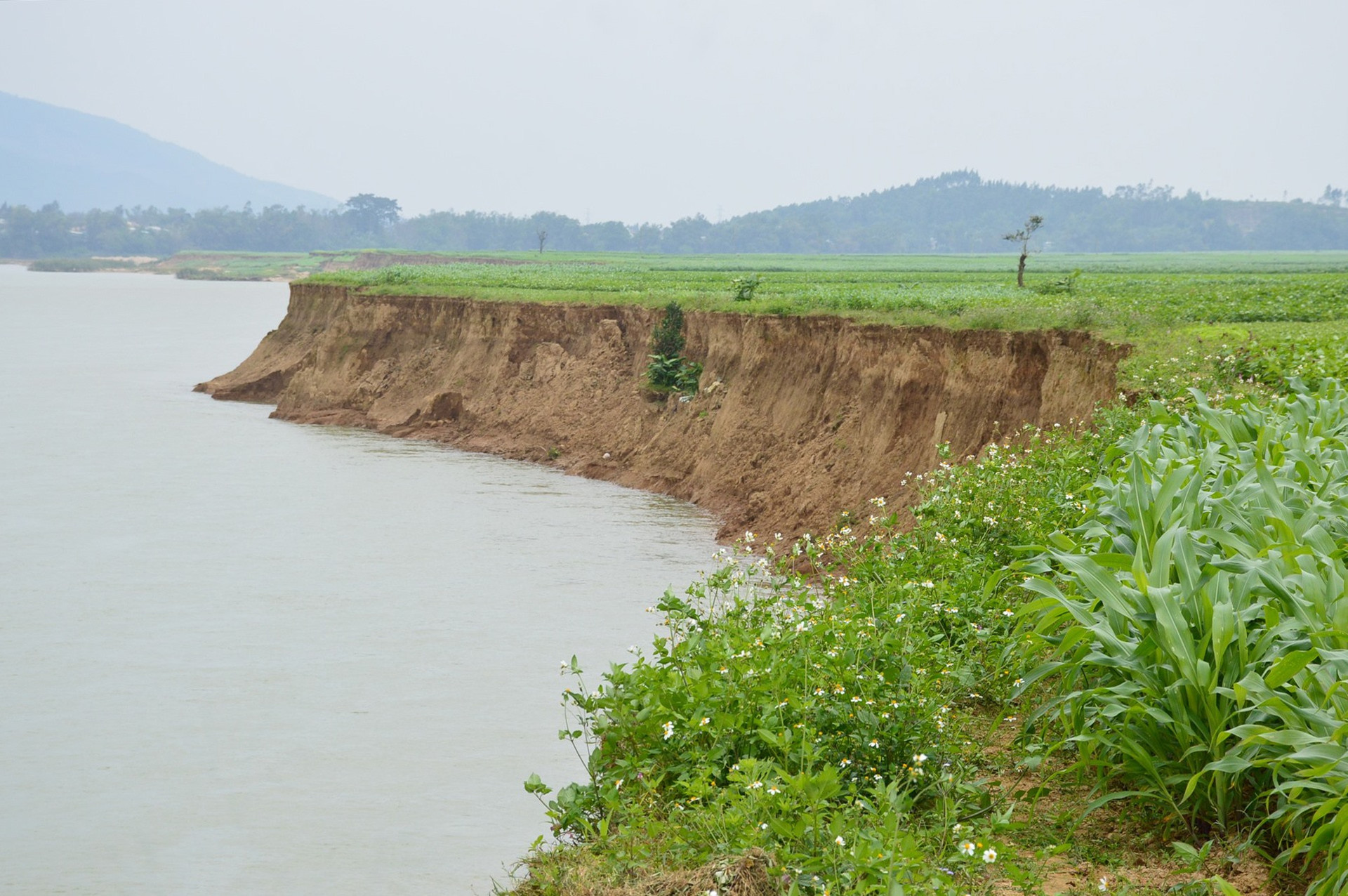 Một điểm sạt lở trên sông Vu Gia đoạn qua huyện Đại Lộc. Ảnh: Q.T