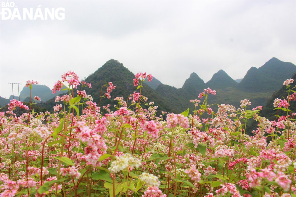 Hiện tại là thời điểm hoa Tam giác mạch đẹp nhất trong năm với độ lạnh vừa đủ làm hồng những cánh hoa mỏng manh.