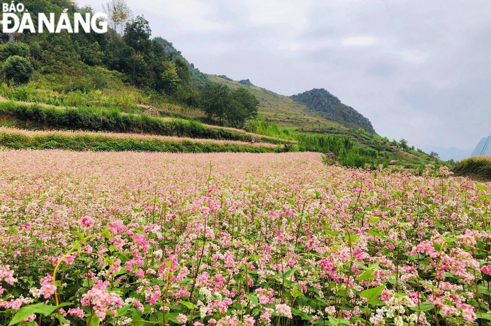 Hoa tam giác mạch được trồng gối nhau thành nương