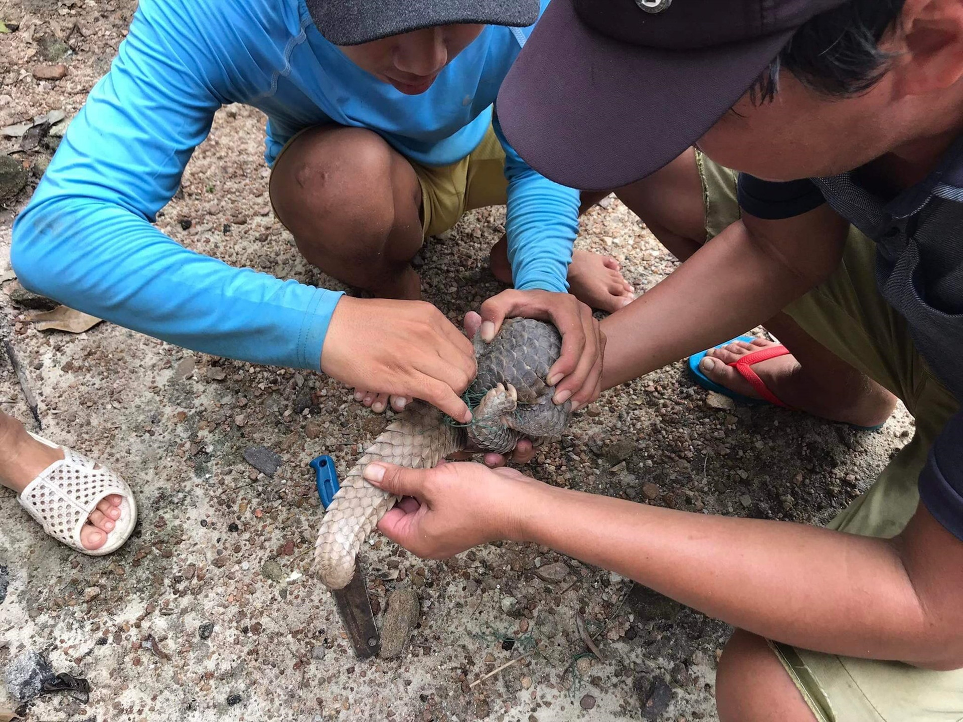 Lực lượng chức năng giải cứu con tê tê bị mắc lưới. Ảnh: BQL Khu bảo tồn biển Cù Lao Chàm
