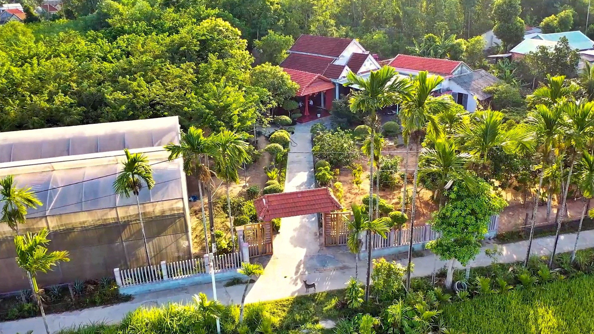 Người dân Phú Ninh đã cải tạo hơn 1.000 khu vườn cho cảnh quan nông thôn đẹp và tăng thu nhập. Ảnh: Đ.C.T