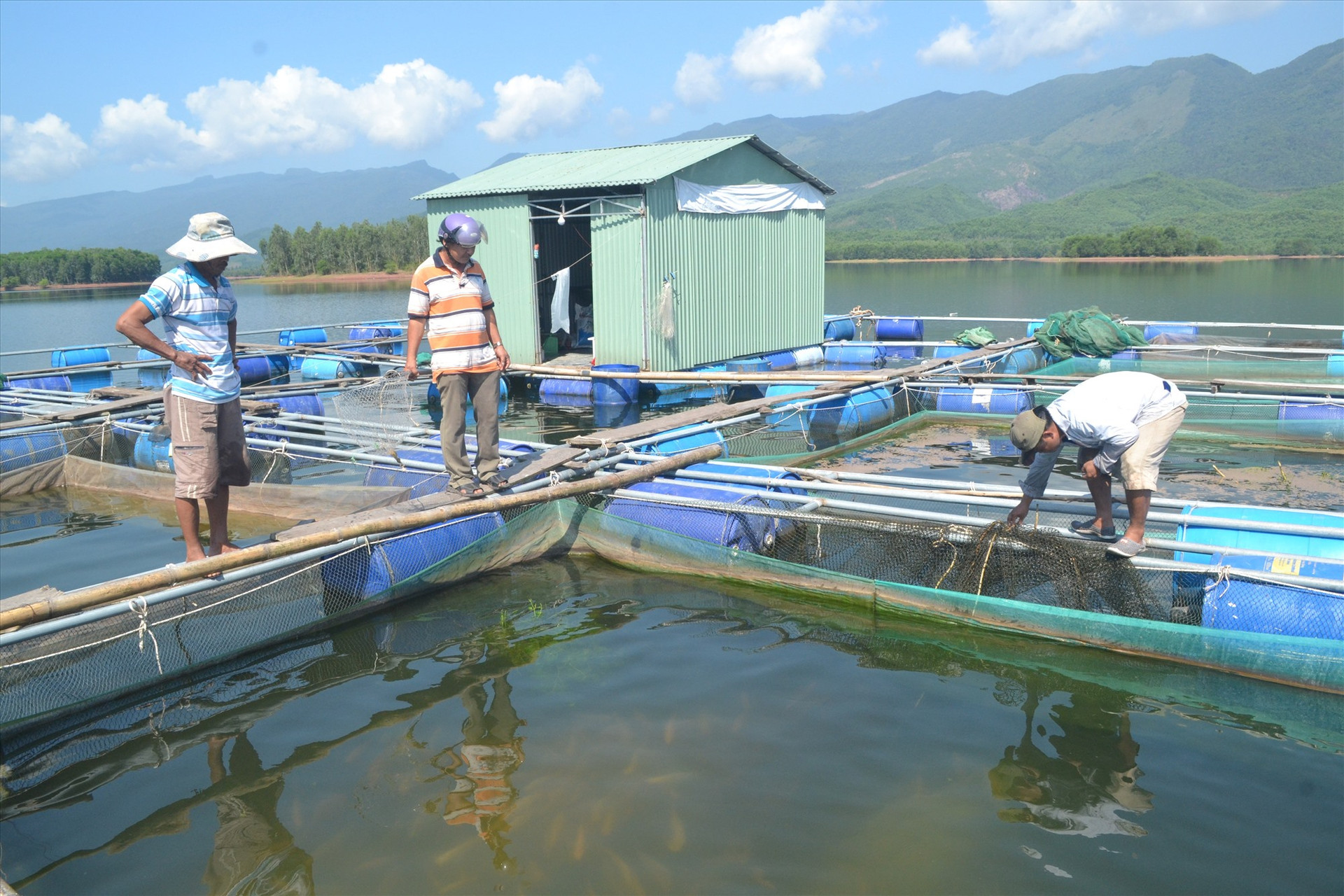 Nuôi cá lồng bè ở hồ thủy điện Sông Tranh 2 của hộ ông Nguyễn Ngọc Cảnh. Ảnh: VIỆT NGUYỄN