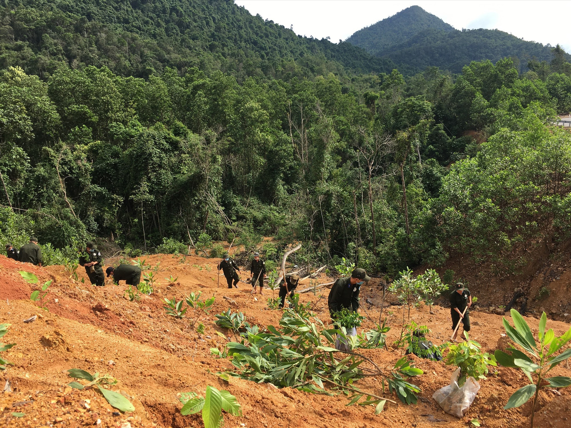 Việc trồng các loại cây gỗ bản địa giúp phục hồi rừng những khu vực bị sạt lở trên tuyến Trường Sơn Đông. Ảnh: TÂM LÊ
