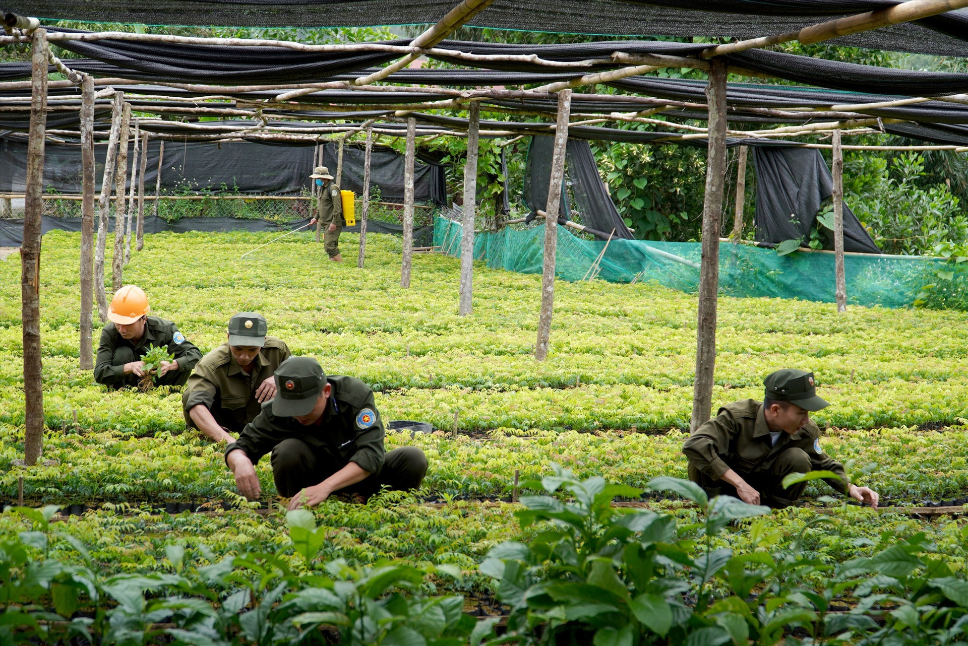 Những giống lim được BQL rừng phòng hộ Tây Giang chăm sóc chu đáo trước khi bàn giao cho người dân đem đi trồng. Ảnh: H.Q