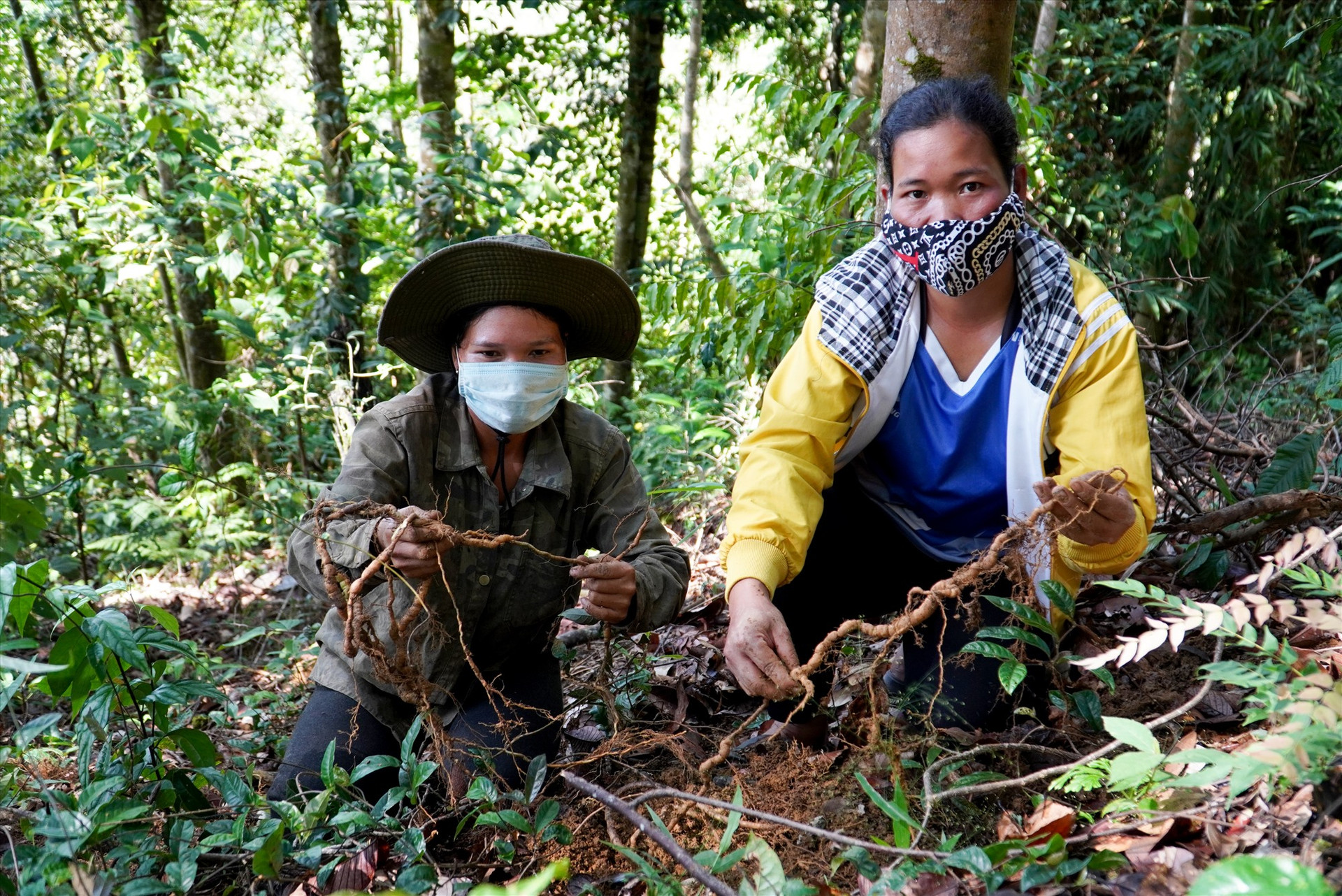 Trồng ba kích dưới tán rừng vừa giúp người dân nâng cao thu nhập vừa bảo vệ rừng hiệu quả. Ảnh: H.Q