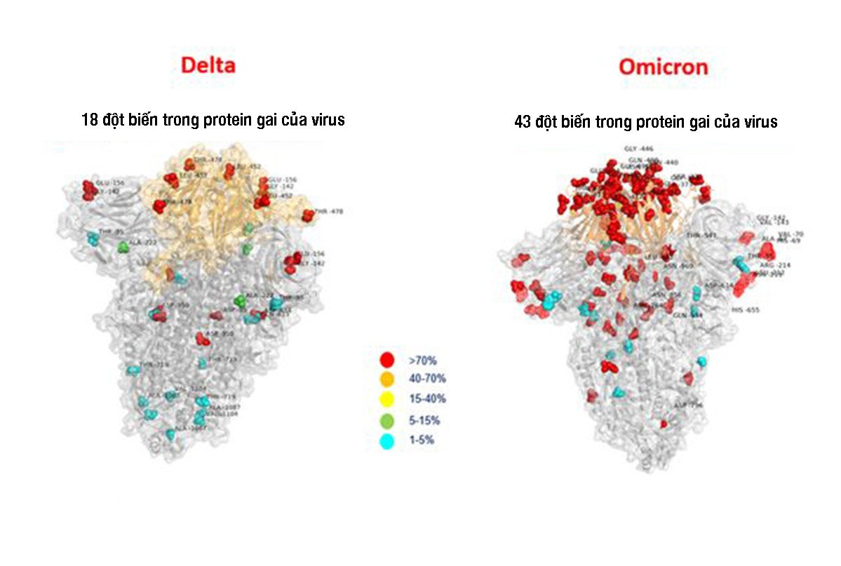 Hình ảnh so sánh lượng đột biến giữa Delta và Omicron. Ảnh:AnsaHội