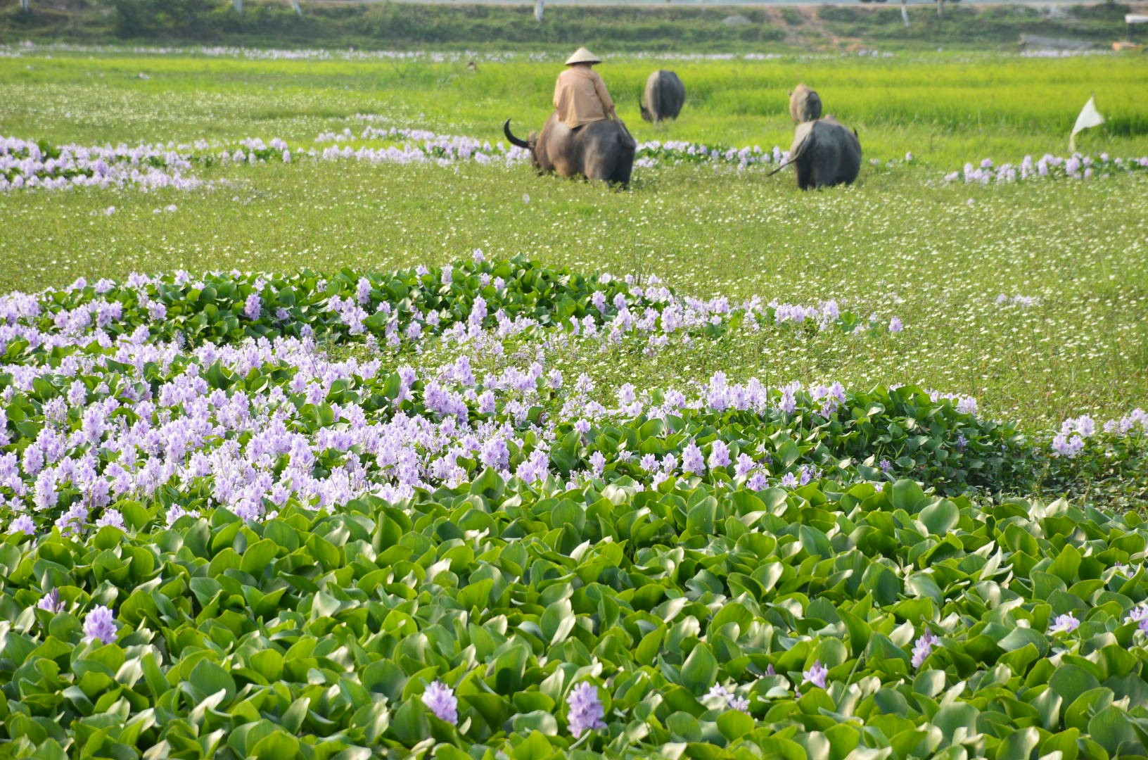 Một cánh đồng quê vào mùa hoa lục bình ở Quảng Nam. Ảnh: Q.T