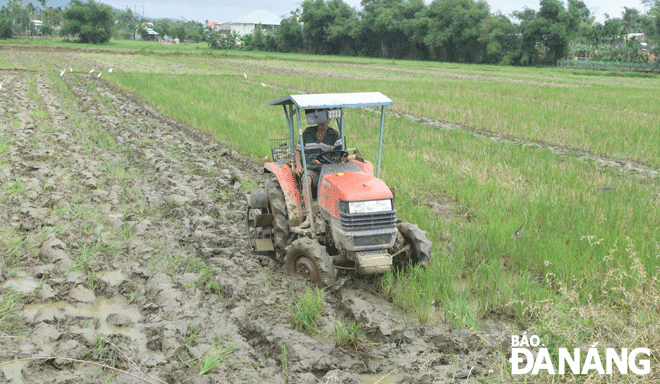 Nông dân xã Hòa Tiến, huyện Hòa Vang cày đất để chuẩn bị sản xuất vụ lúa đông xuân. Ảnh: HOÀNG HIỆP