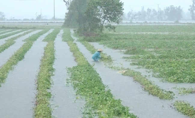 Nhiều diện tích hoa màu ở Thăng Bình bị thiệt hại do mưa bão trong năm 2020. Ảnh: MT