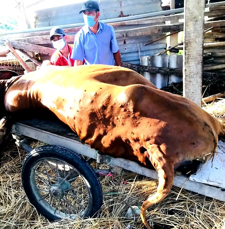 Lực lượng chức năng của huyện Duy Xuyên đưa bò bị mắc bệnh chết đi tiêu hủy bắt buộc.   Ảnh: N.P