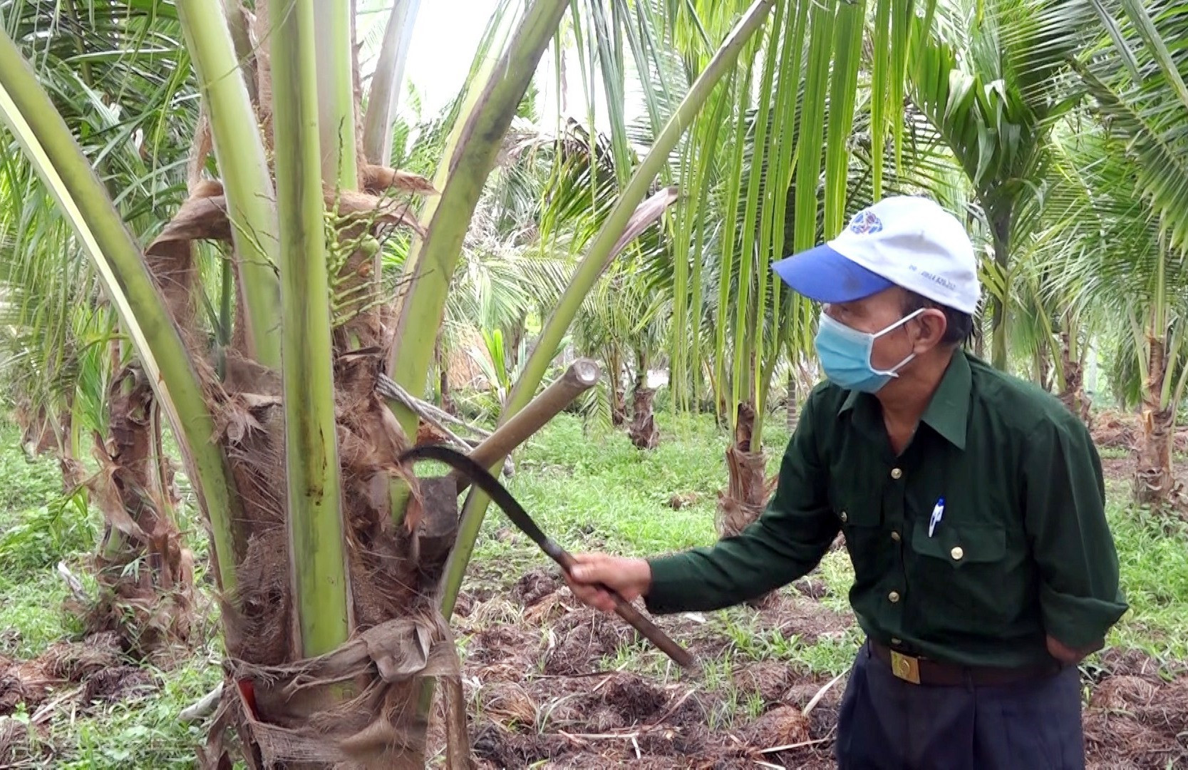 Vườn dừa xiêm này khoảng 2 đến 3 năm nữa sẽ cho trái đều. (Trong ảnh: ông Lê Quang Châu đang “cắt cỏ” cho từng cây dừa. Ảnh: MT