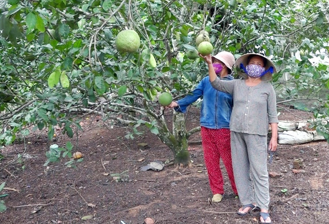 Vườn cây ăn quả của bà Trần Thị Thu Sương (đứng trước) cho hiệu quả kinh tế cao. Ảnh: MT