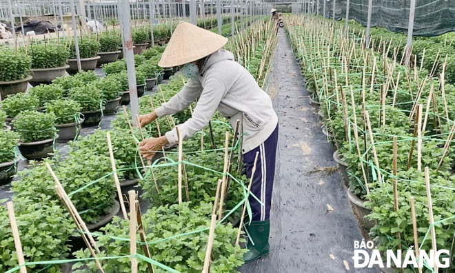 Chị Ngô Thị Tuyên (thôn Dương Sơn, xã Hòa Châu, huyện Hòa Vang) chăm sóc vườn hoa Tết được đầu tư từ nguồn vốn vay của Ngân hàng Chính sách xã hội.Ảnh: MINH LÊ