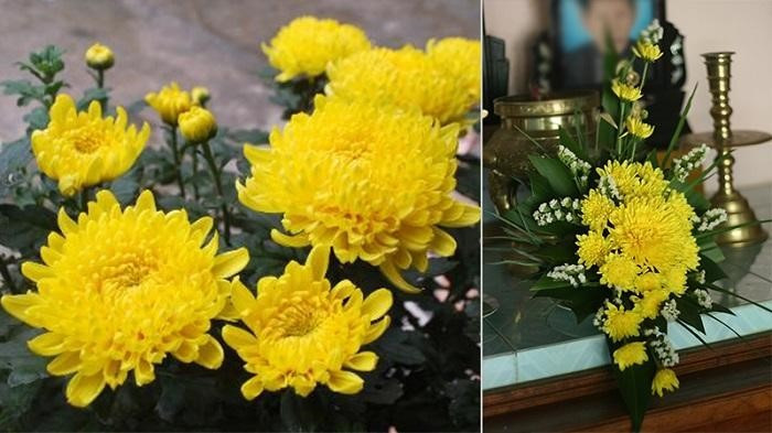Hoa cúc là một trong những loài hoa được chọn để đặt lên bàn thờ