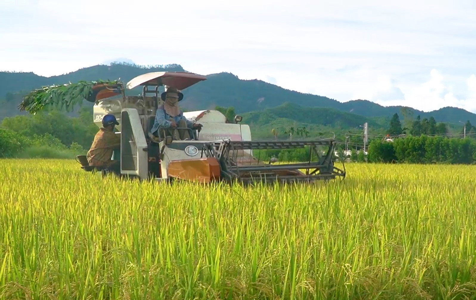 Năng suất cây lúa ở Nông Sơn đạt 55 tạ/ha. Ảnh MINH THÔNG