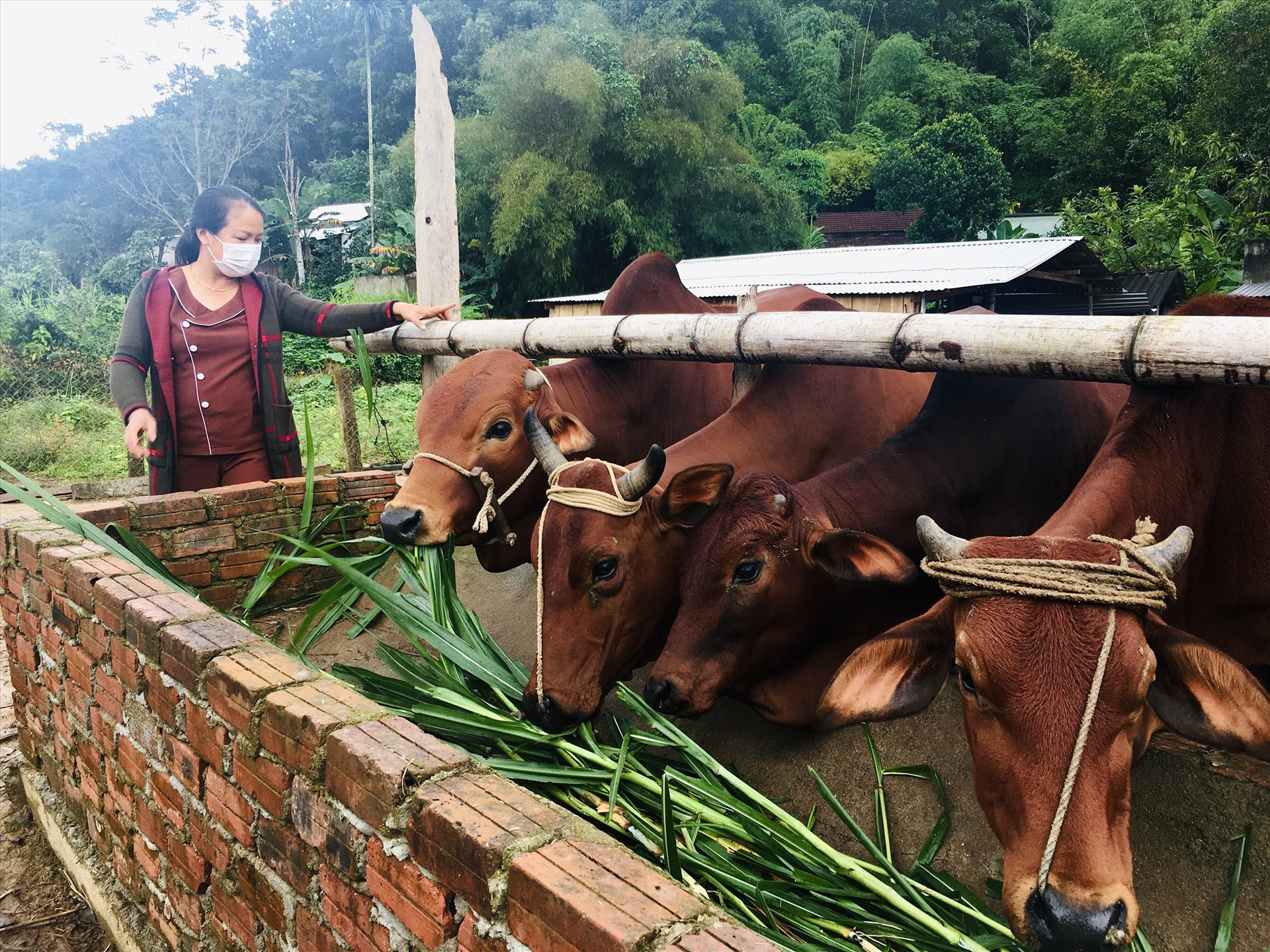 Bà Lê Thị Mười (thôn Tứ Trung, Quế Lâm, Nông Sơn) có thu nhập ổn định từ chăn nuôi bò và trồng rừng. Ảnh: LÊ THÔNG