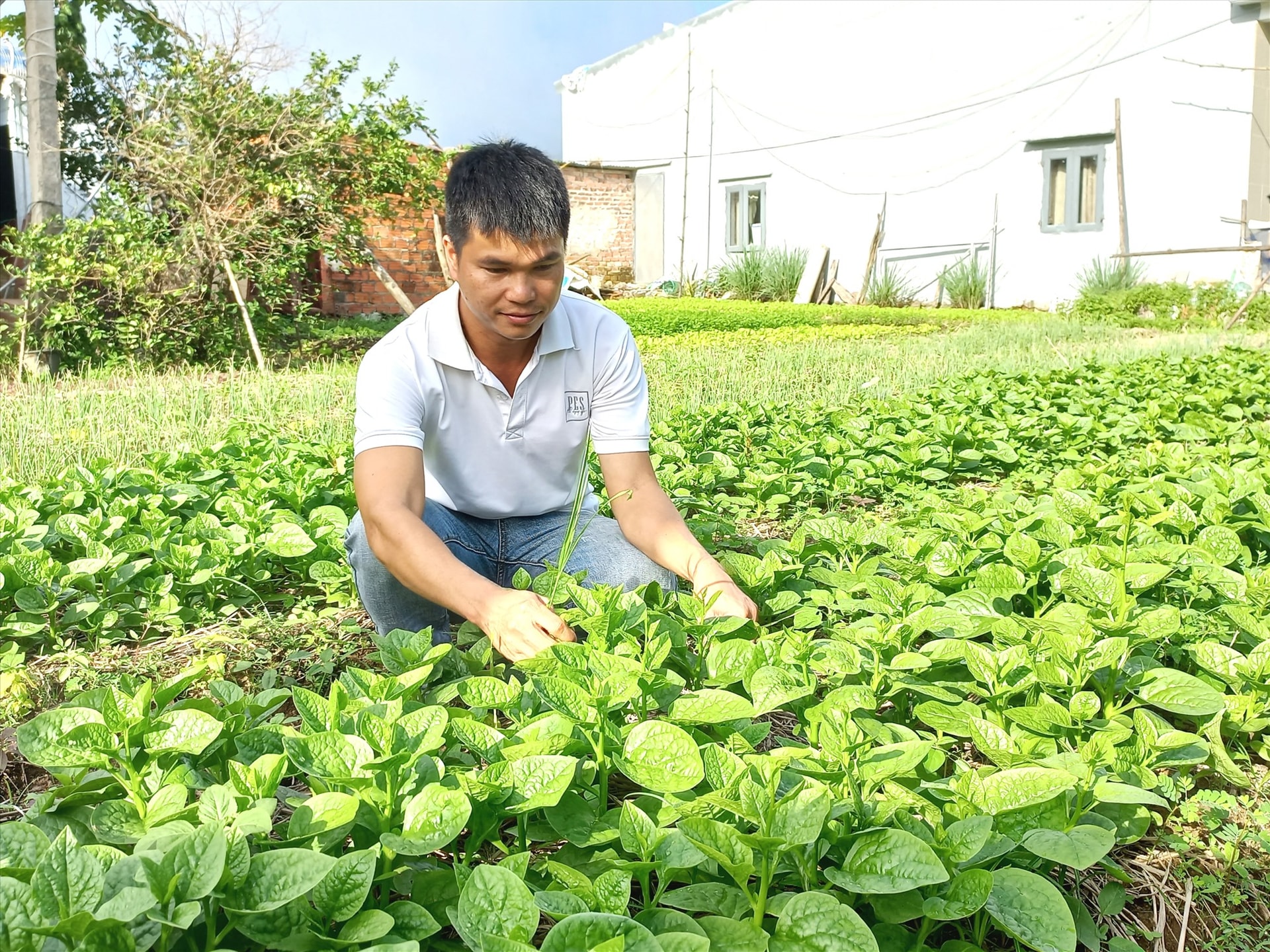 HTX Nông nghiệp sạch Đại Lộc Phát (xã Đại Tân, Đại Lộc) hoạt động có hiệu quả trong lĩnh vực trồng, cung cấp rau sạch. Ảnh: C.T