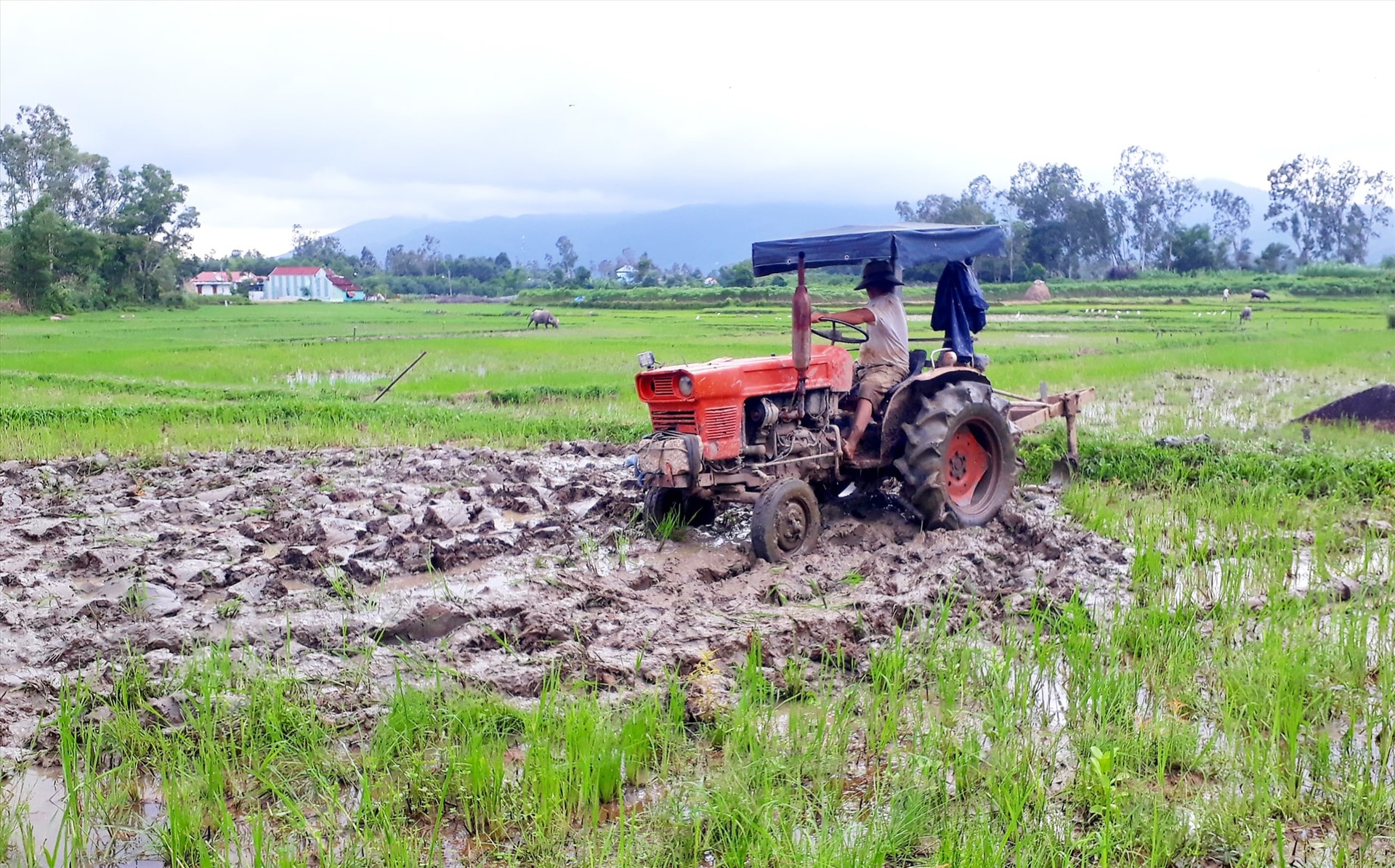 Nông dân Quế Sơn làm đất chuẩn bị sản xuất vụ lúa đông xuân 2021 - 2022. Ảnh: T.L