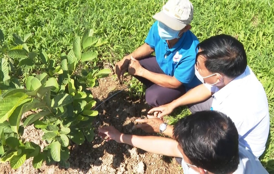 Nông dân Phú Ninh được tiếp cận nhiều nguồn vốn vay để xây dựng mô hình trồng trọt, chăn nuôi. Ảnh: NGUYỄN VĂN SUNG
