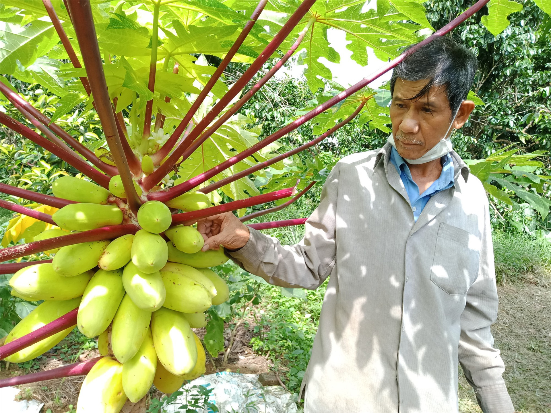 CCB Trần Tấn Anh xây dựng tốt mô hình trồng cây ăn quả cho thu nhập cao. Ảnh: M.Đ