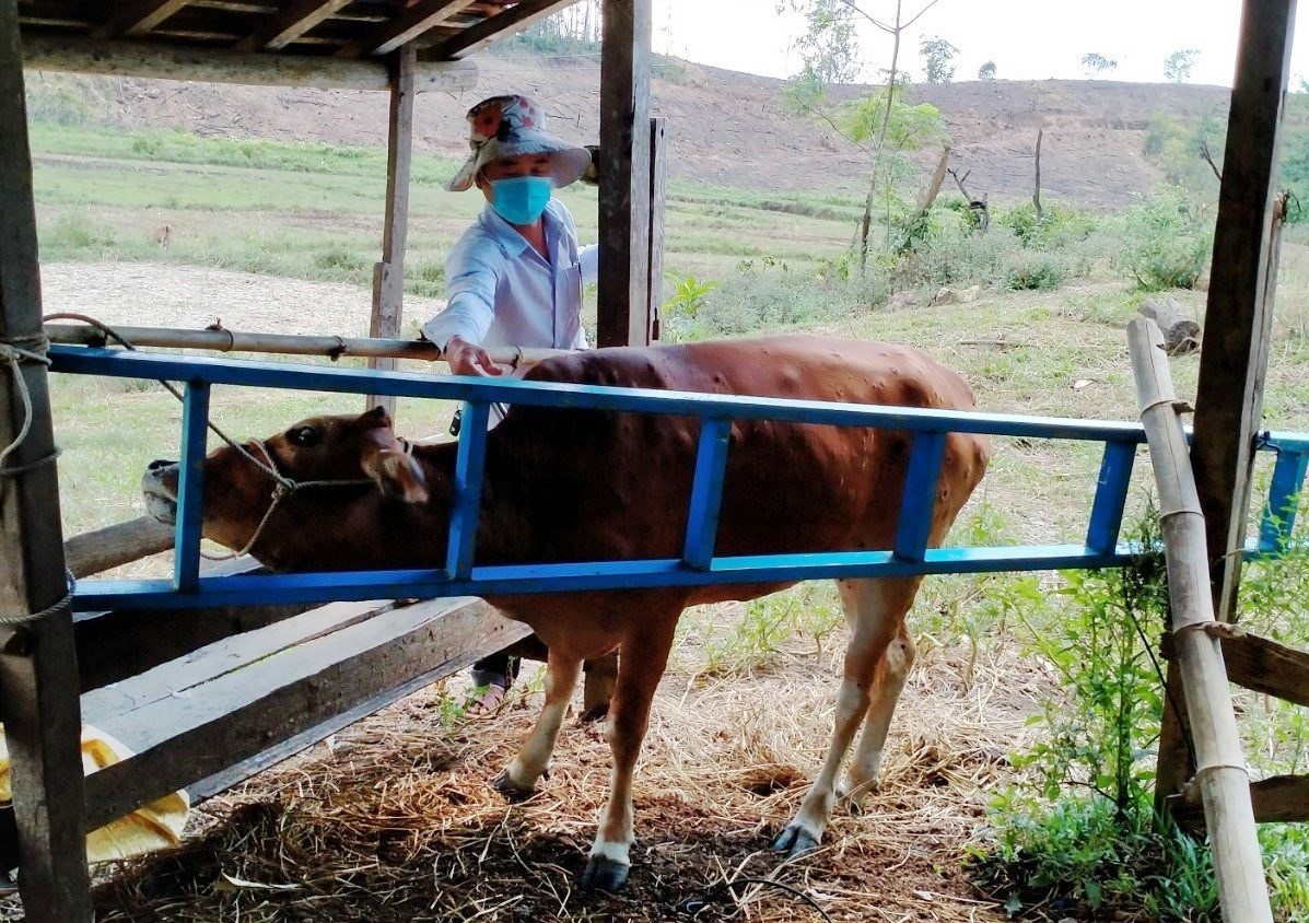 Cán bộ thú y tiêm phòng vắc xin viêm da nổi cục cho bò tại xã Trà Dương. Ảnh: VĂN BÌNH
