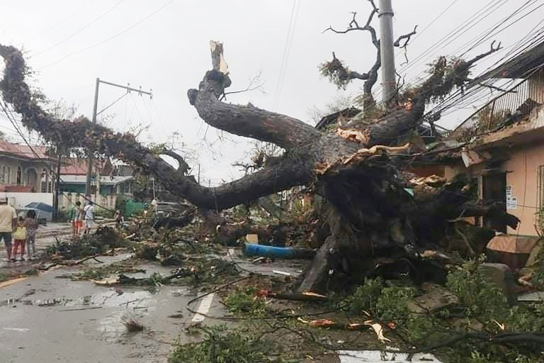 Một cây cụ thụ bật gốc do siêu bão Rai. Ảnh: AFP