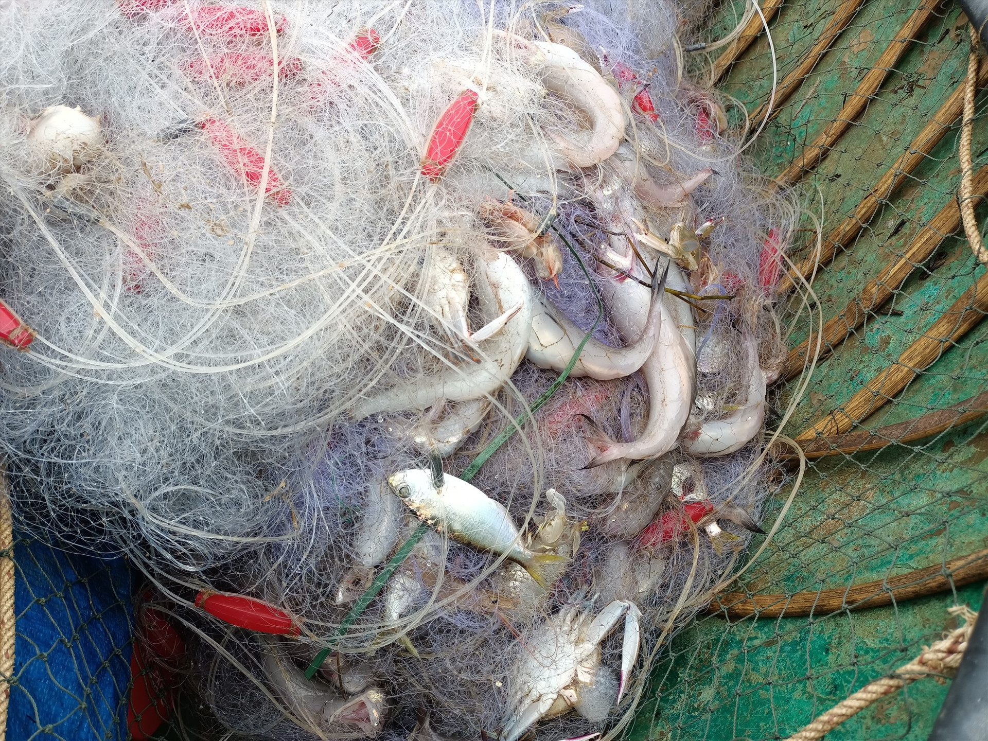 Cá khoai mắc dày đặc lưới của ngư dân.