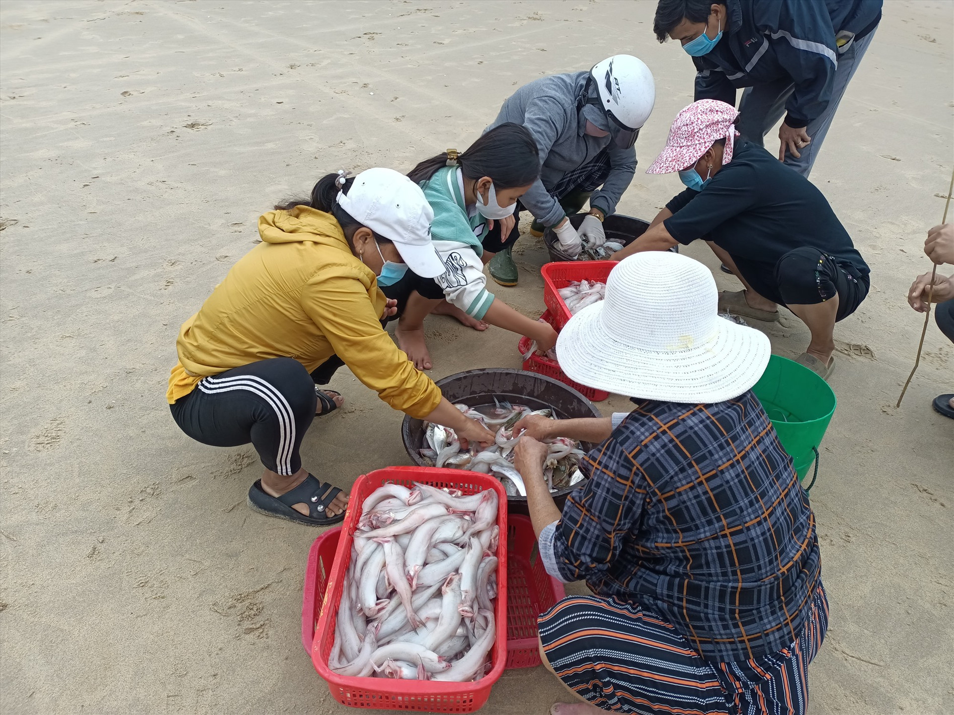 Phụ nữ giúp nhau phân loại cá khoai tại bờ biển.
