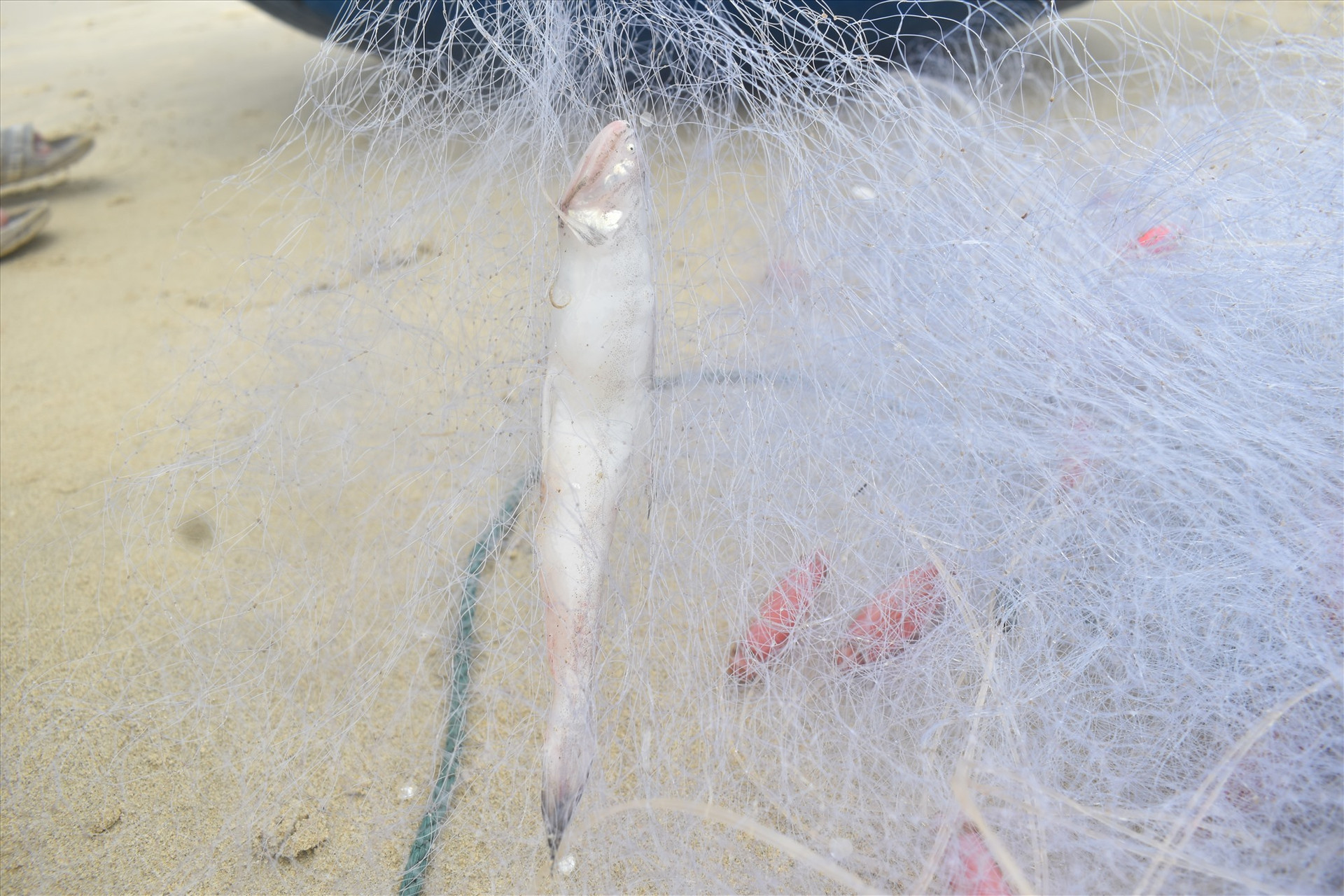 Tấm lưới đánh bắt cá khoai có chiều cao 2,5m, dài tầm 750 - 800m và mỗi ô lưới có diện tích 4cm.