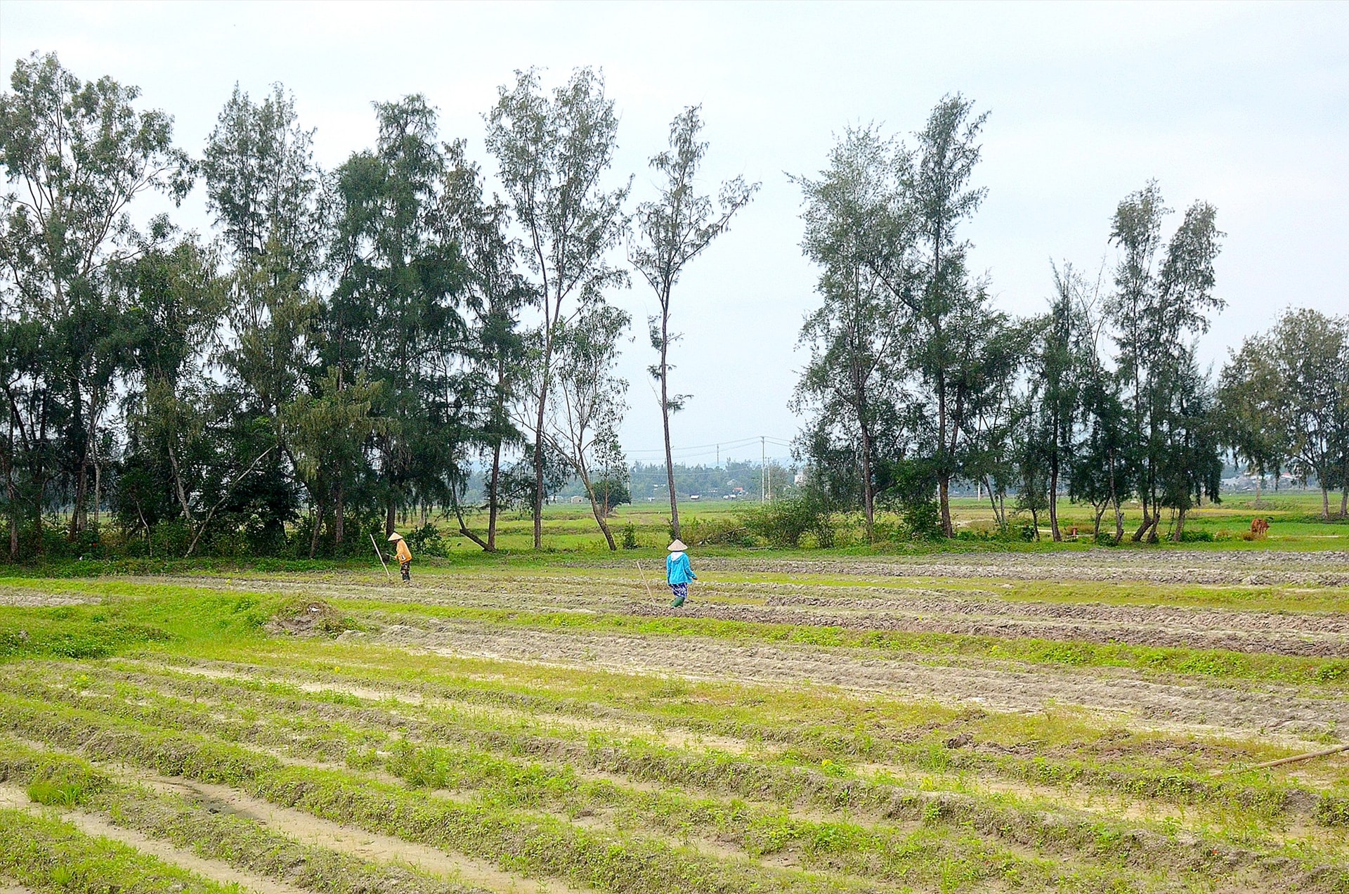 Bóng dương trên những cánh đồng.