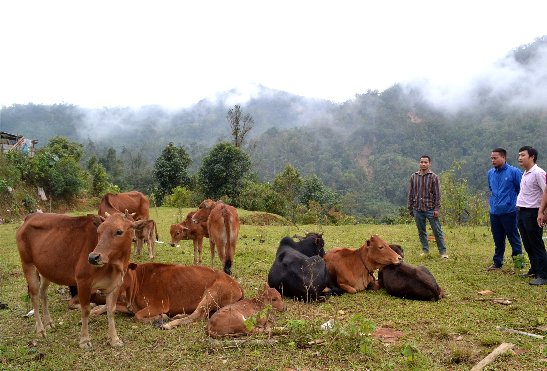 Ngân hàng CSXH chi nhánh Quảng Nam trao tặng bò sinh sản cho người dân ở nóc Măng Lin (Nam Trà My). Ảnh: VIỆT NGUYỄN