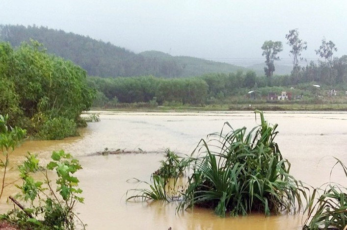 Mưa lớn gây ngập lúa mới sạ ở Núi Thành.