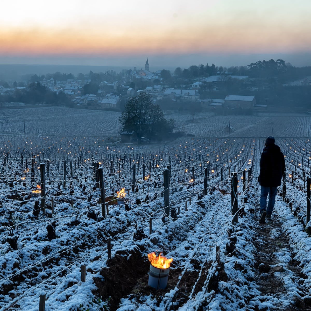 Nông dân tại Pháp phải sưởi ấm cho các vườn nho để cứu lây vụ mùa trong điều kiện thời tiết băng giá khắc nghiệt. Ảnh: Shutterstock