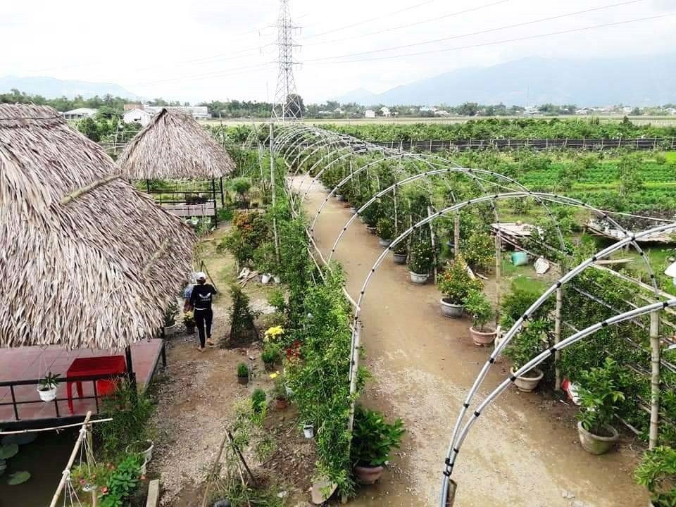 Vườn cây ăn quả sinh thái của HTX Hồ Lộc, một điển hình về tích tụ ruộng đất ở Đại Lộc. Ảnh: H.LIÊN